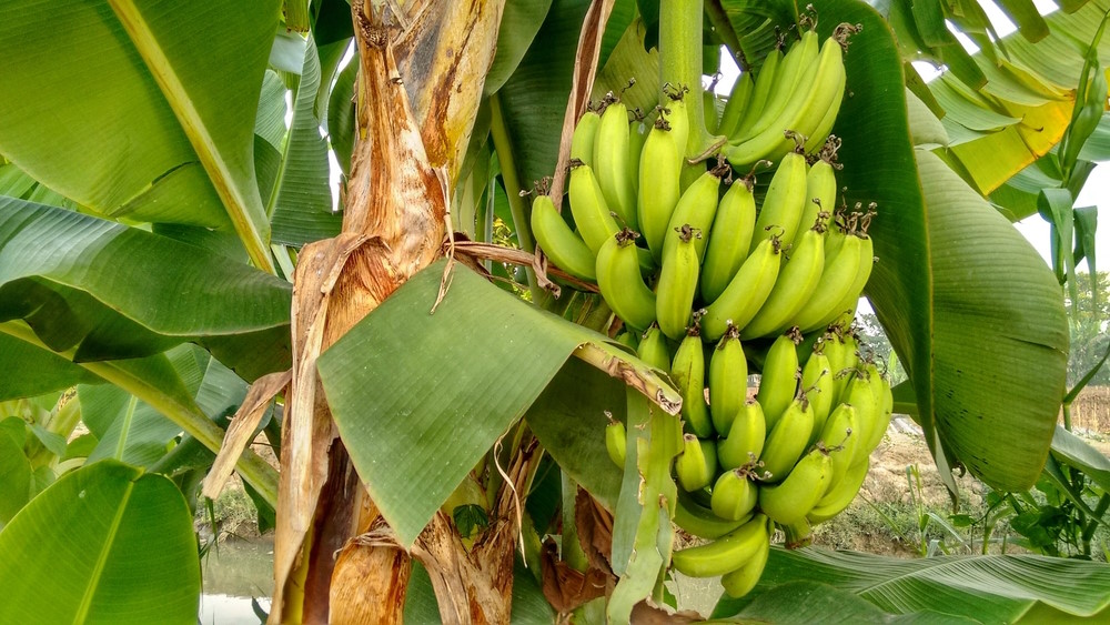 bananenplant