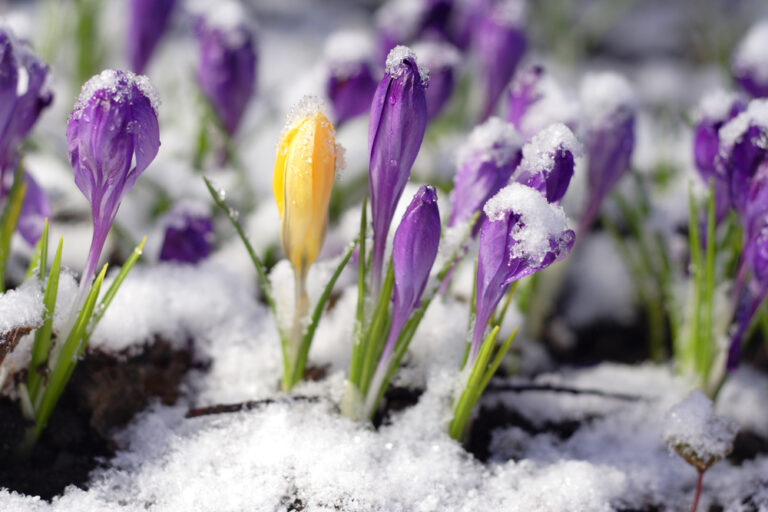 7 Weetjes over de maand Februari