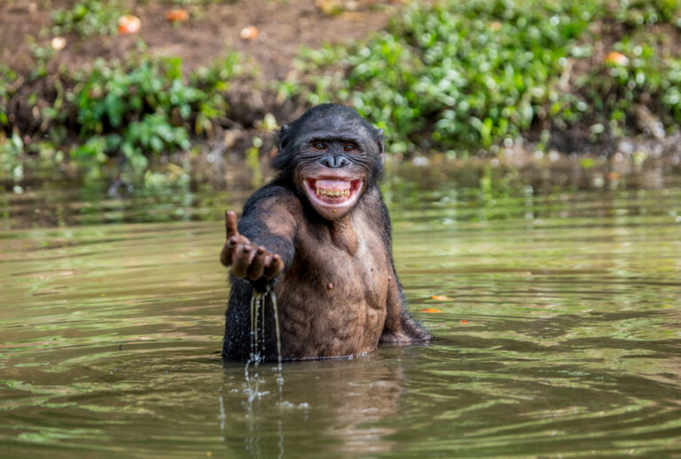 10 Weetjes over Bonobo’s – Onze pacifistische ‘neven’,