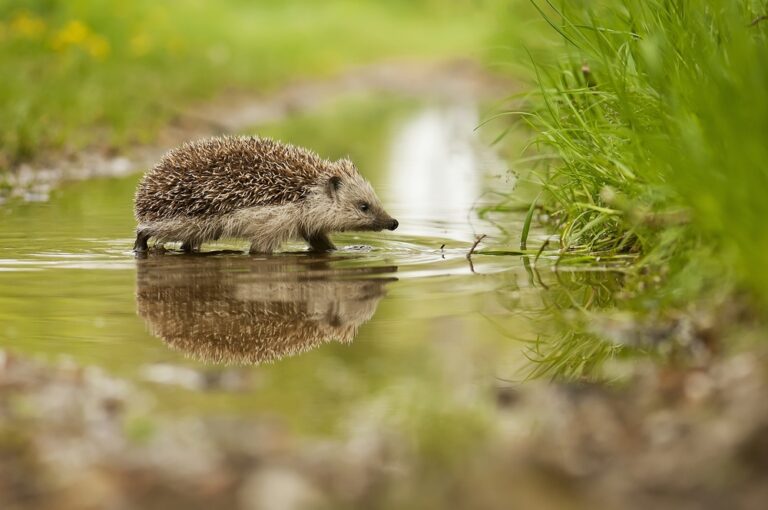 10 Stekelige Weetjes over Egels