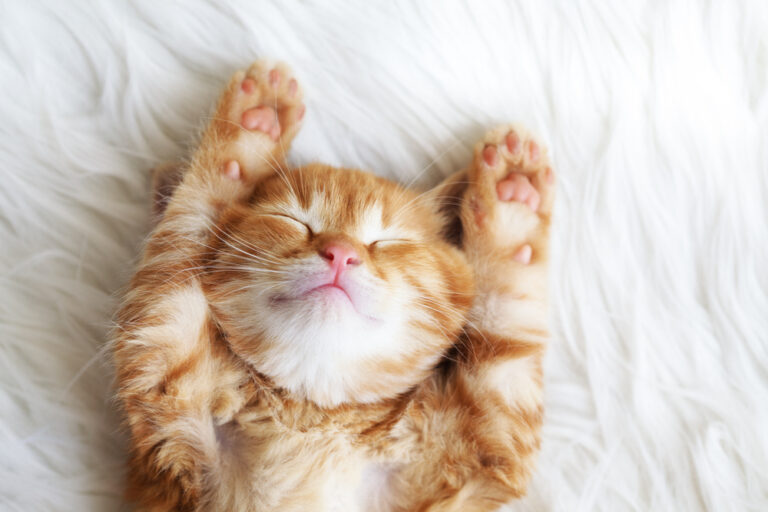 10 Leuke Weetjes over Katten