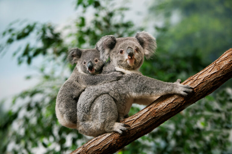13 weetjes over koala’s: het dier dat geen beer is
