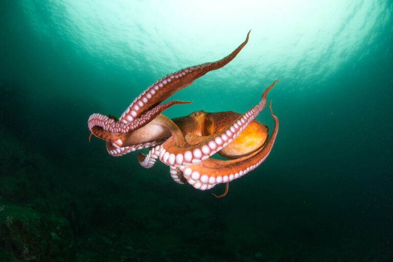 15 Spectaculaire Weetjes over  de Octopus