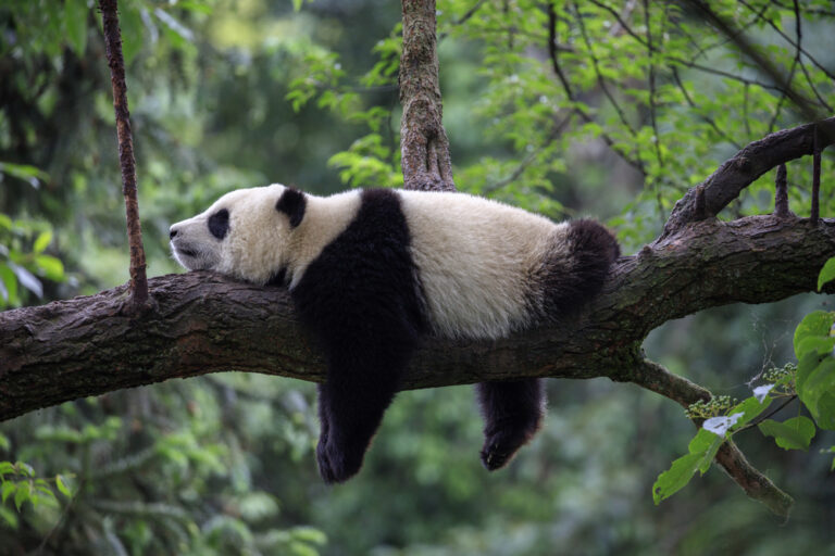 15 Leuke Weetjes over Panda’s