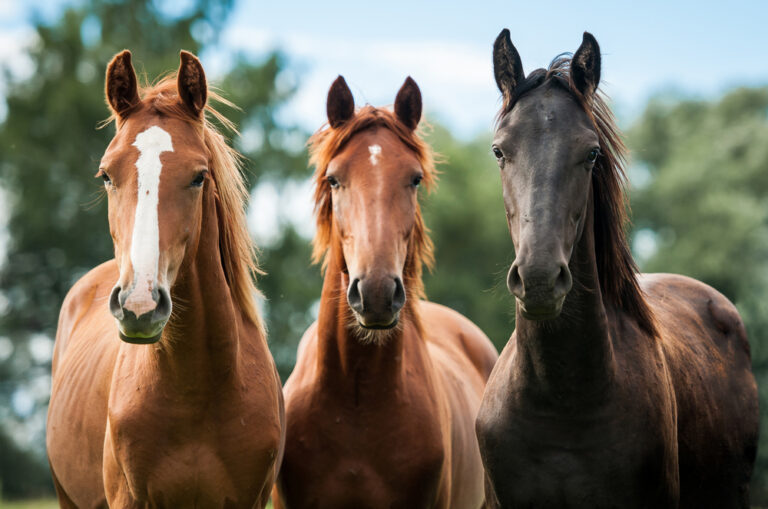 10 Weetjes over Paarden
