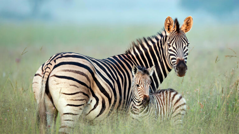 10 Weetjes over Zebra’s – Zwart met Witte Strepen of toch niet?