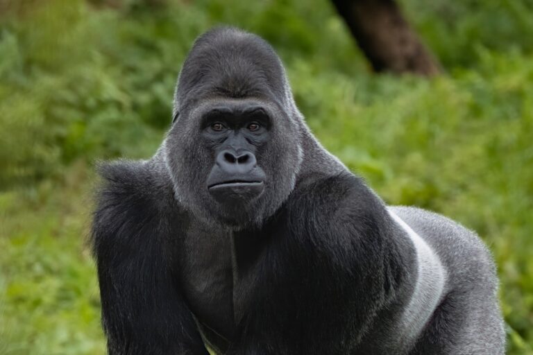 10 Grootste weetjes over Gorilla’s