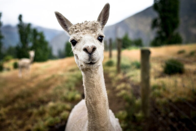 15 verrassende weetjes over Alpaca’s
