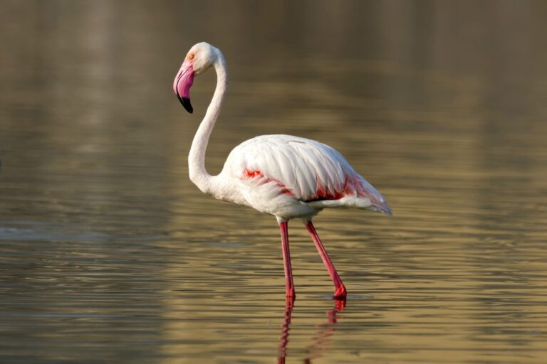 14 Weetjes over de Flamingo