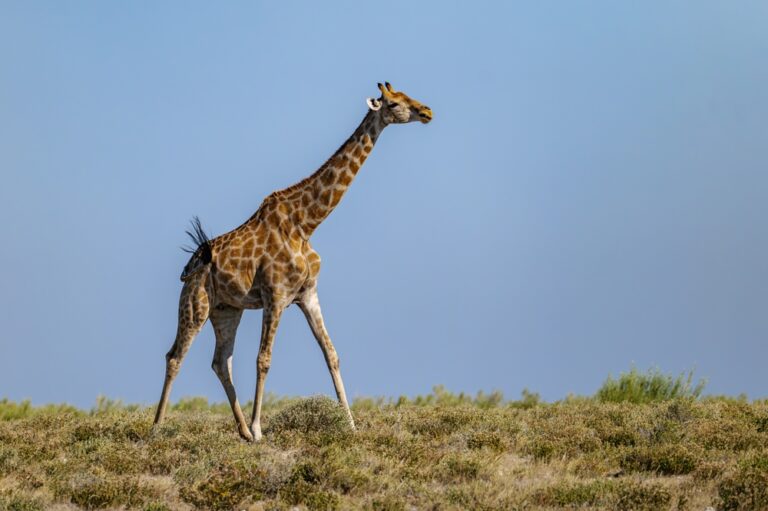 14 fascinerende weetjes over giraffen