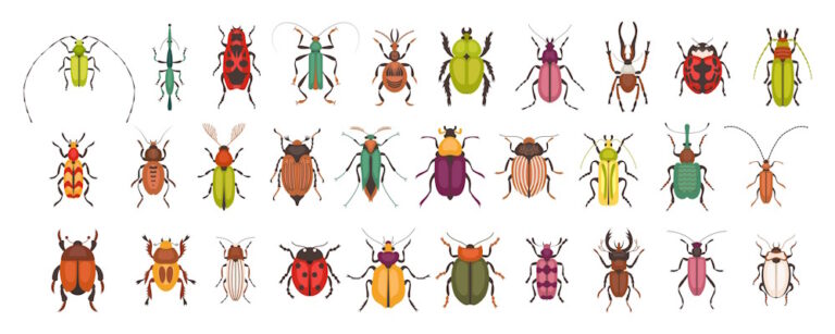 16 Spectaculaire Weetjes over Insecten