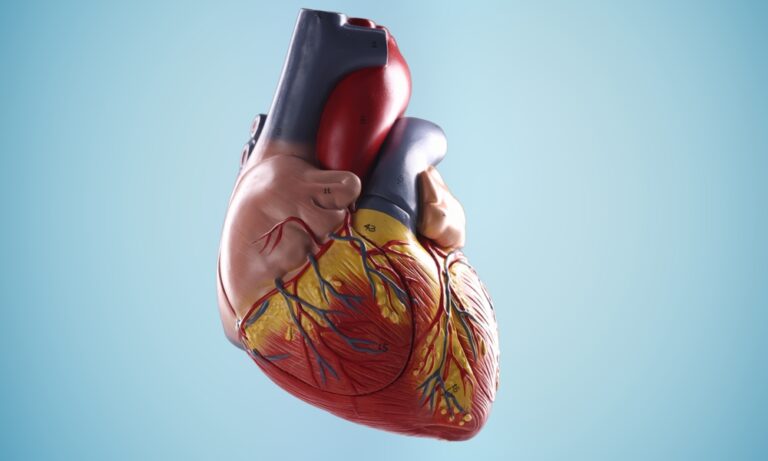 12 Fascinerende weetjes over ons Hart