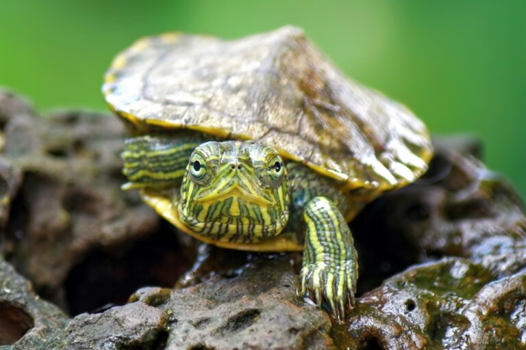 18 Schildpadden weetjes die iedereen moet kennen