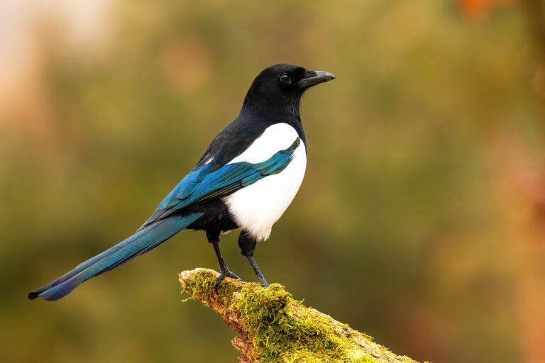 15 Ekster Weetjes die elke vogelfan moet kennen