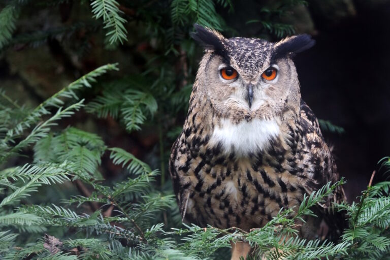 15 Weetjes over de Oehoe – De grootste uil van Nederland