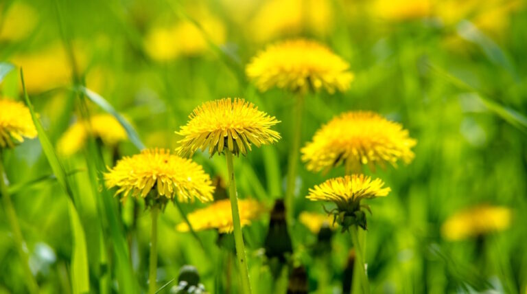 10 Leuke weetjes over de Paardenbloem