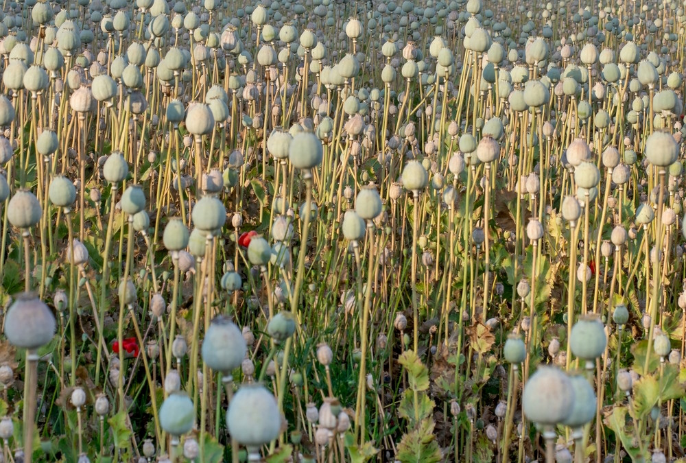 Papaver somniferum
