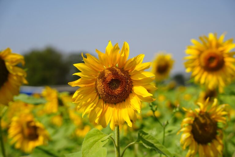 10 Weetjes over de Zonnebloem