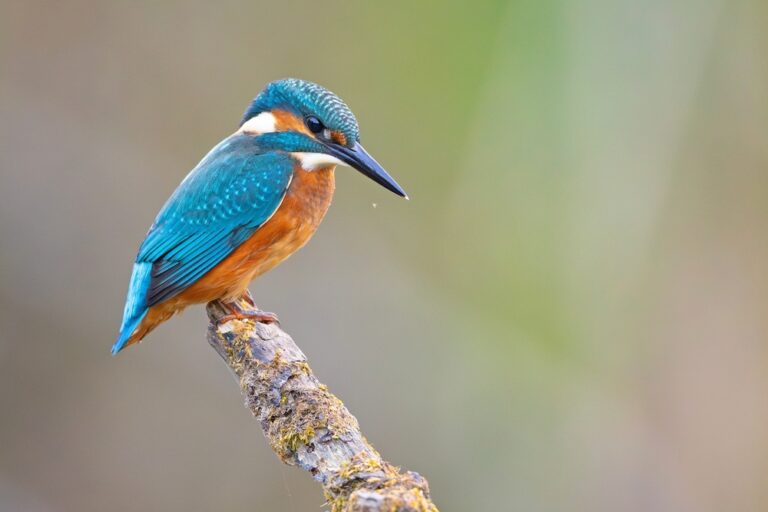 15 Weetjes over de IJsvogel