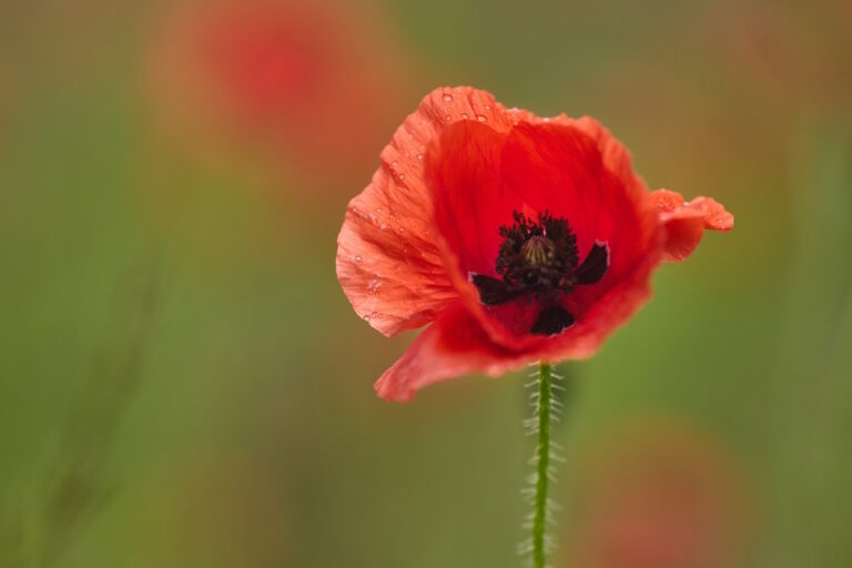 10 Leuke Weetjes over de Klaproos