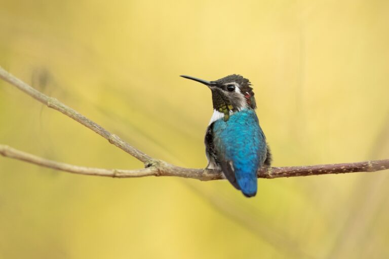 10 Weetjes over de bijkolibrie – De kleinste vogel ter Wereld
