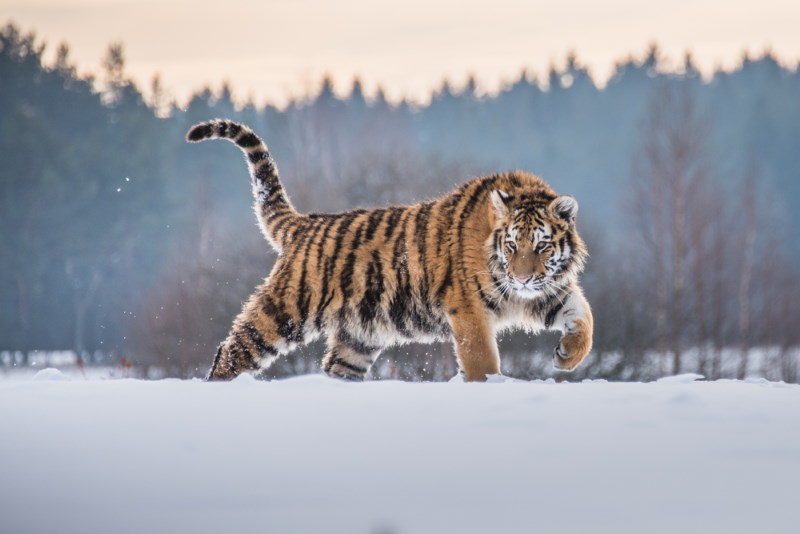 siberische tijger