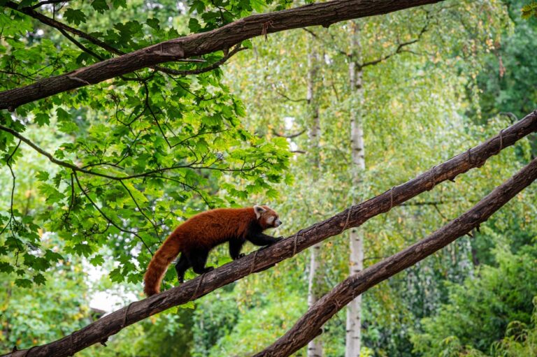 10 Leuke Weetjes over de Rode Panda - Newuni