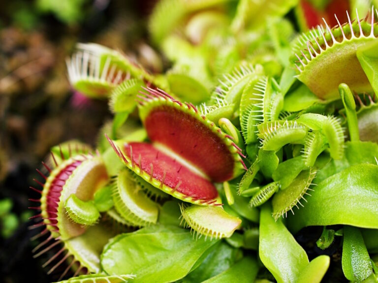 14 weetjes over Vleesetende planten