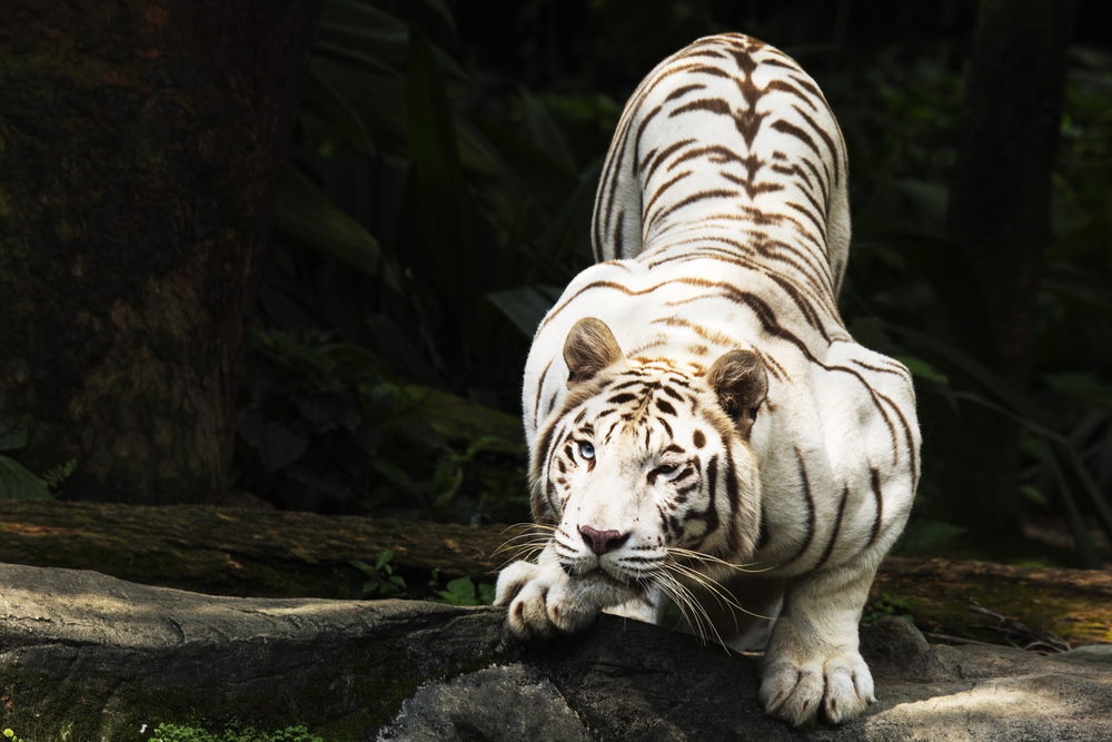 witte-tijger