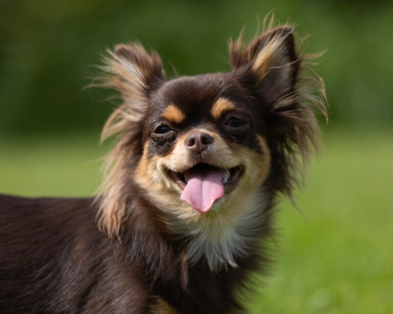 12 weetjes over chihuahua’s – Kleinste hondenras met een groot karakter