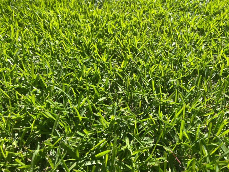 12 Groene weetjes over Gras