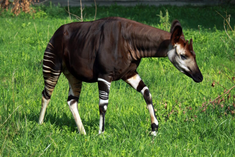 12 Weetjes over de Okapi – de mysterieuze ‘bosgiraf’