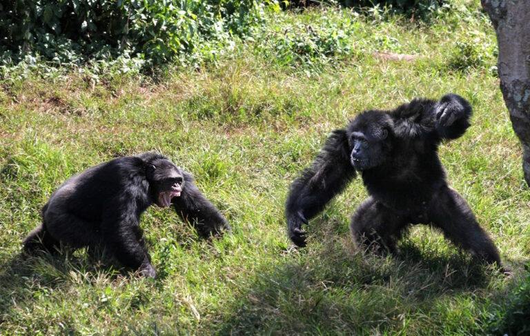 12 weetjes over Jane Goodall – de vrouw die chimpansees en de wereld veranderde