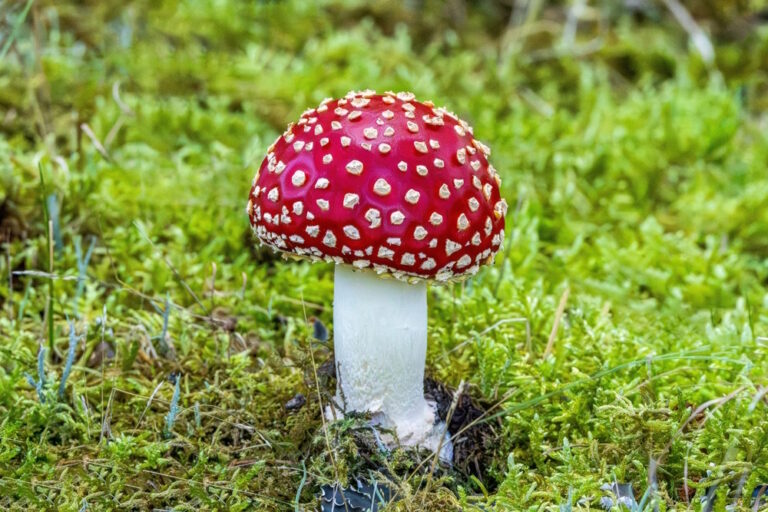 14 Fascinerende weetjes over Paddenstoelen 🍄