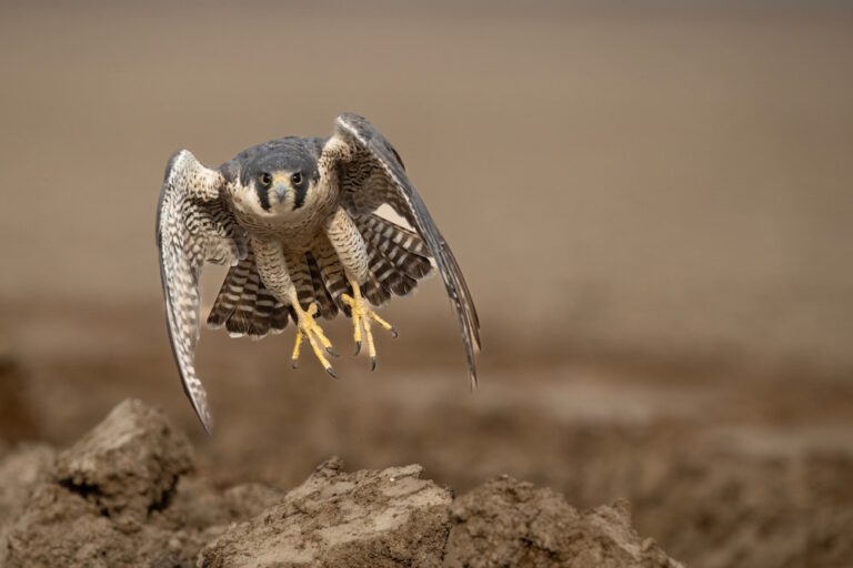 10 weetjes over de Slechtvalk – de snelste vogel ter wereld