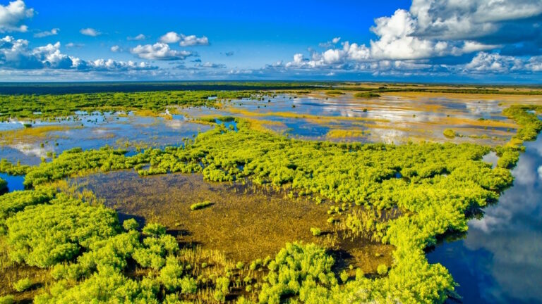 10 Weetjes over de Everglades in Florida