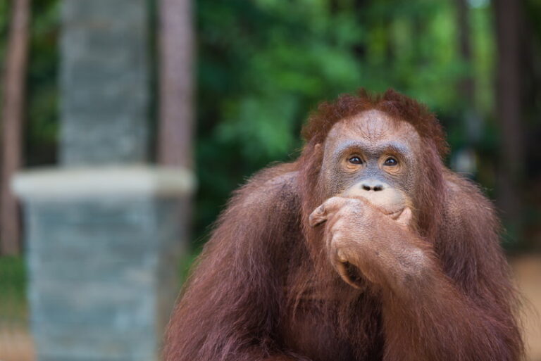 12 Leuke Orang-oetan weetjes