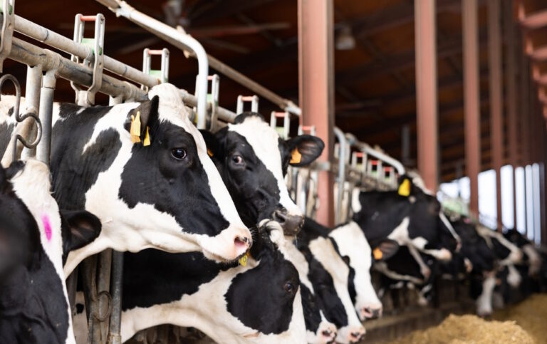 10 Fascinerende weetjes over Melkkoeien
