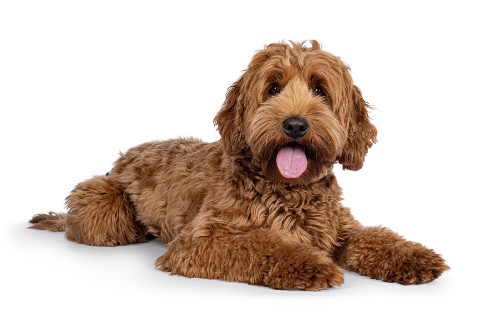 10 Leuke weetjes over de Labradoodle Labradoodle