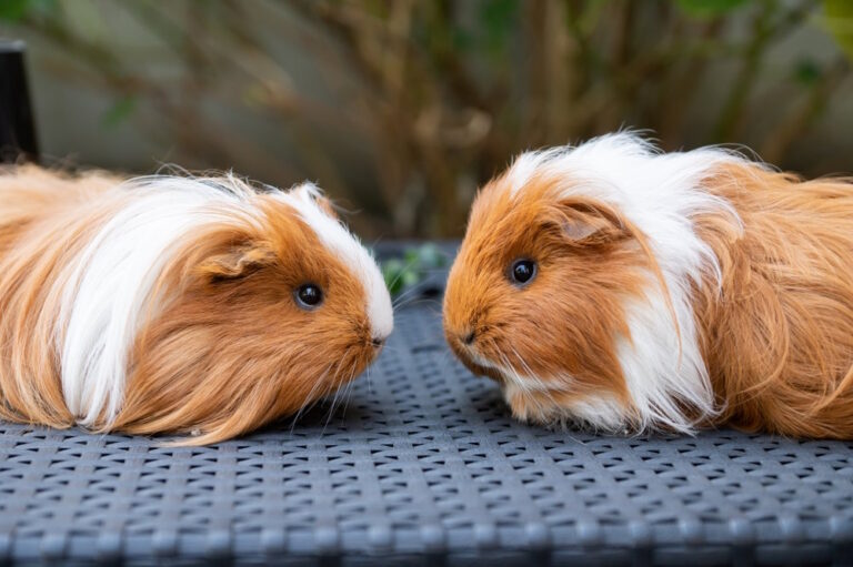 10 Weetjes over Cavia’s