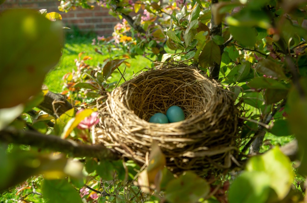 nest roodbosrtje