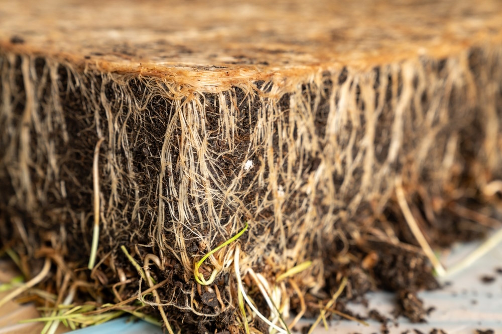 graswortels tegen erosie